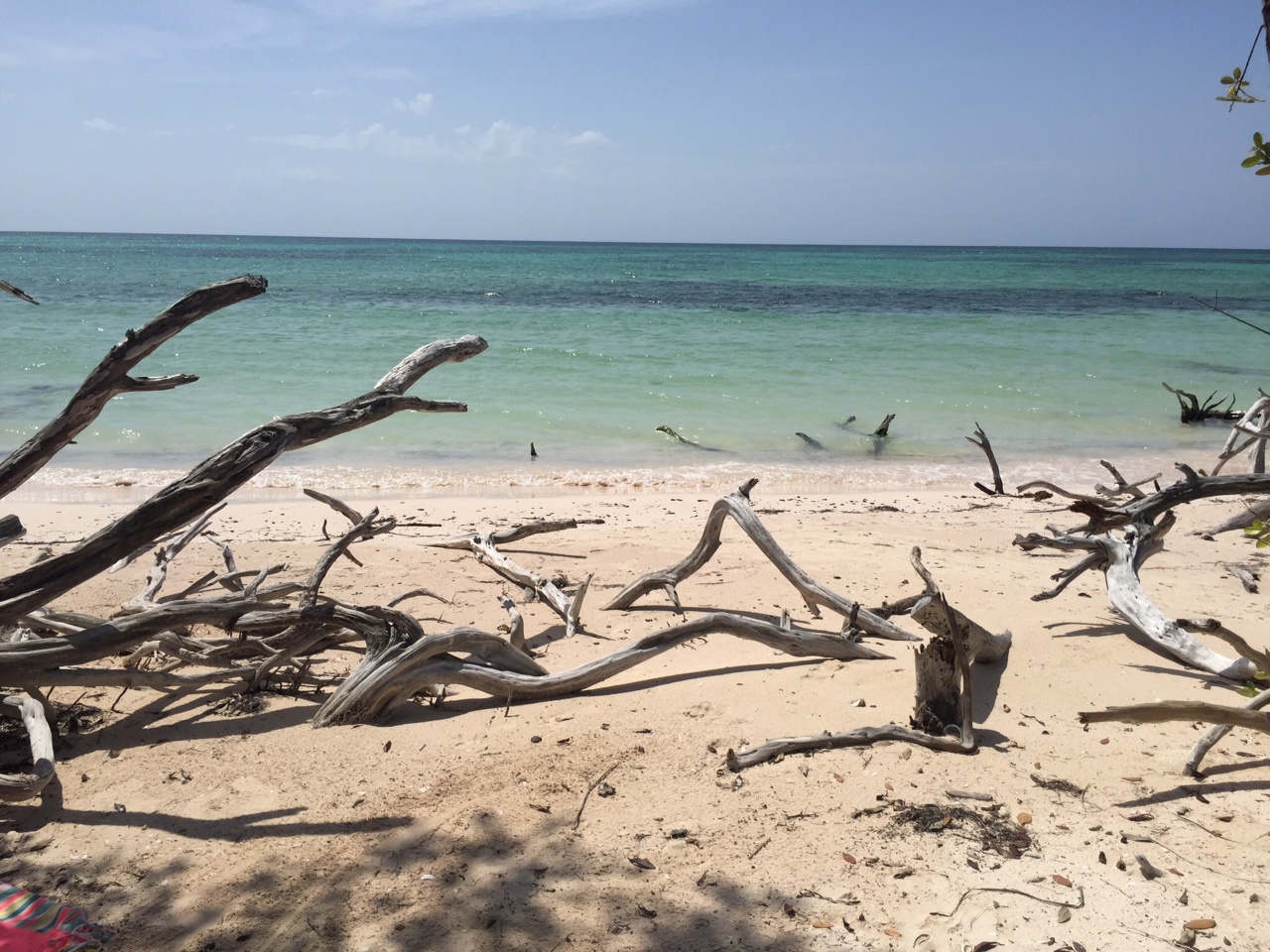 Cayo jutias